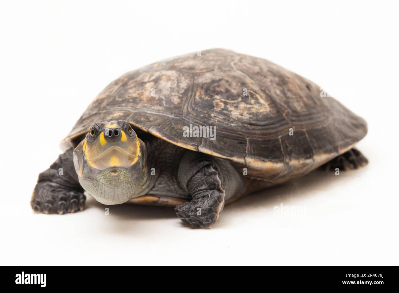 Gelbfleckige Amazonas-Schildkröte, Podocnemis unifilis isoliert auf weißem Hintergrund Stockfoto