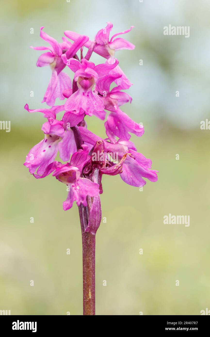 Orchis mascula, bekannt als frühe lila Orchidee, Blaue Metzgerorchidee, frühe lila Ochis Stockfoto