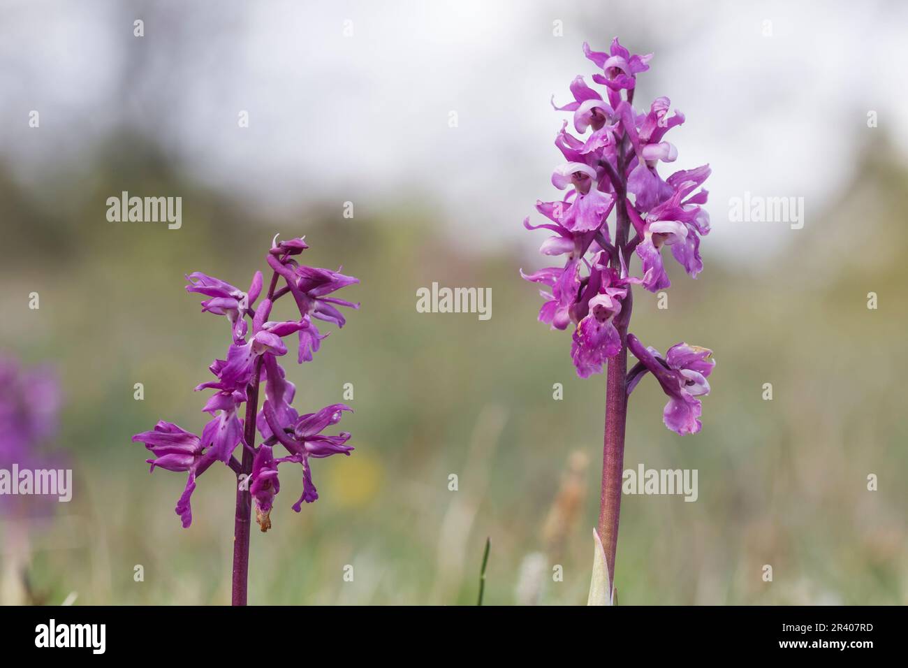 Orchis mascula, bekannt als frühe lila Orchidee, Blaue Metzgerorchidee, frühe lila Ochis Stockfoto