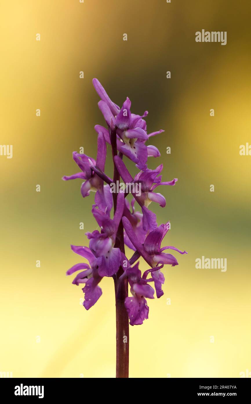 Orchis mascula, bekannt als frühe lila Orchidee, Blaue Metzgerorchidee, frühe lila Ochis Stockfoto