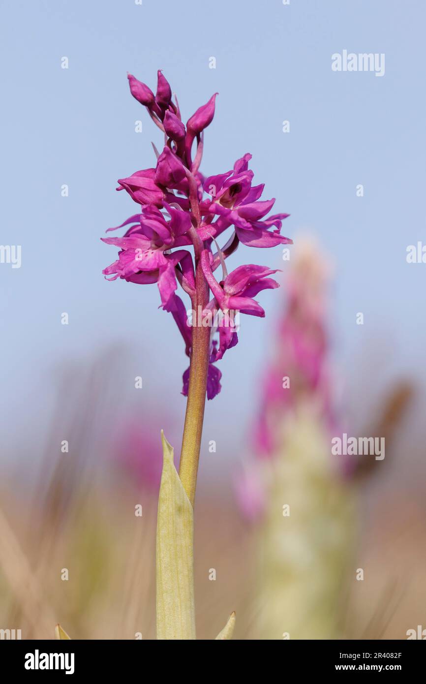 Orchis mascula, bekannt als frühe lila Orchidee, Blaue Metzgerorchidee, frühe lila Ochis Stockfoto