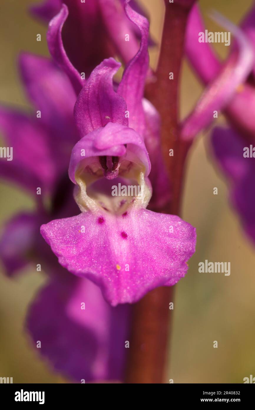 Orchis mascula, bekannt als frühe lila Orchidee, Blaue Metzgerorchidee, frühe lila Ochis Stockfoto