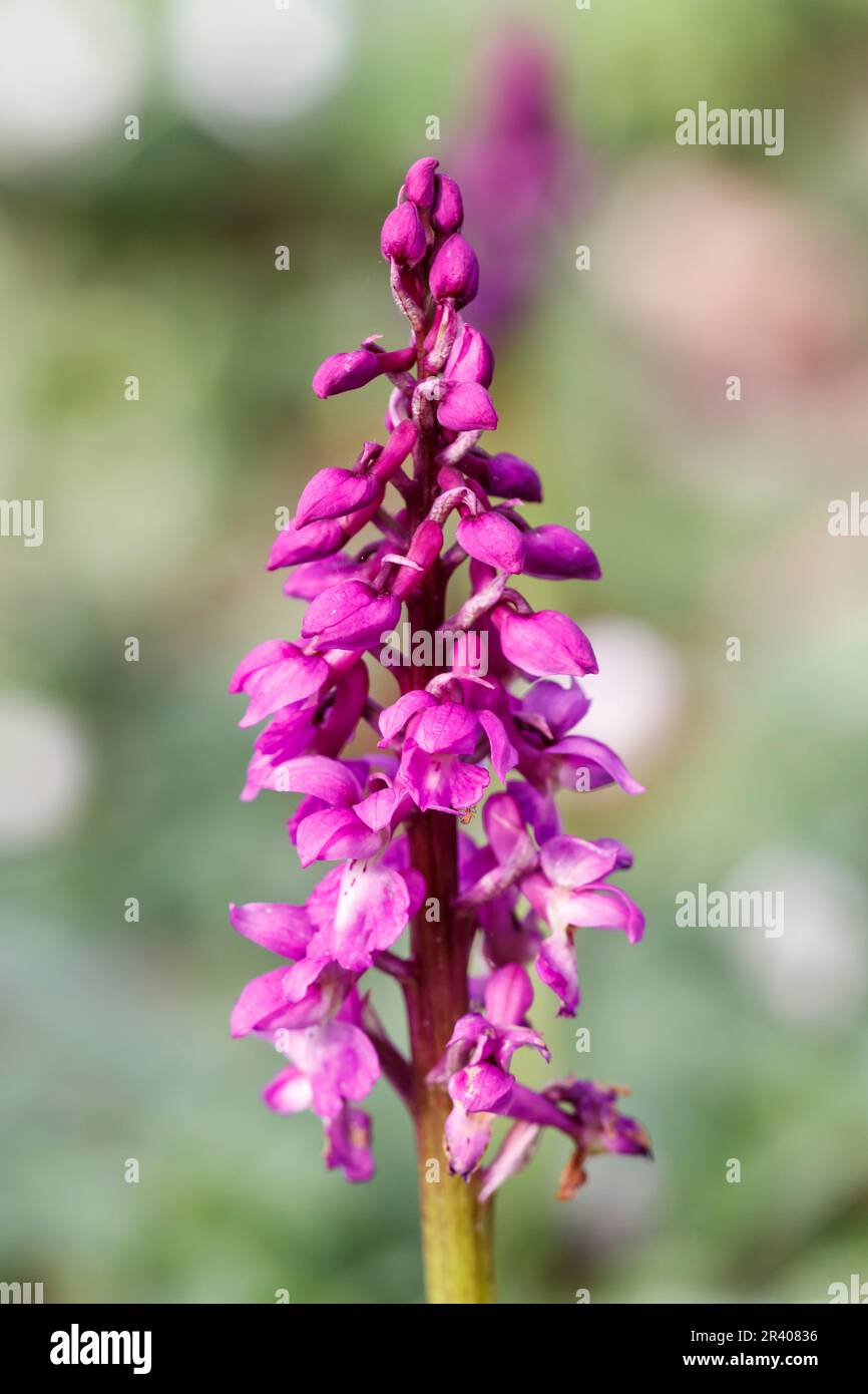 Orchis mascula, bekannt als frühe lila Orchidee, Blaue Metzgerorchidee, frühe lila Ochis Stockfoto