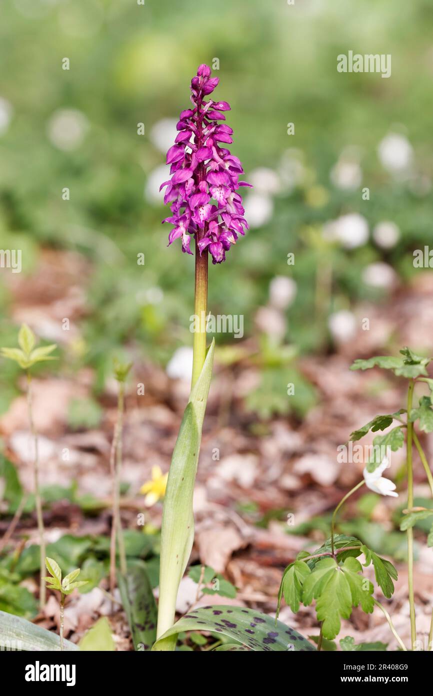 Orchis mascula, bekannt als frühe lila Orchidee, Blaue Metzgerorchidee, frühe lila Ochis Stockfoto