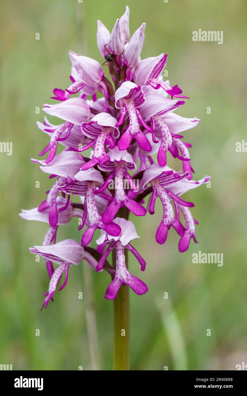 Orchis militaris, bekannt als Militärorchidee, militärorchis, Soldatenorchidee Stockfoto