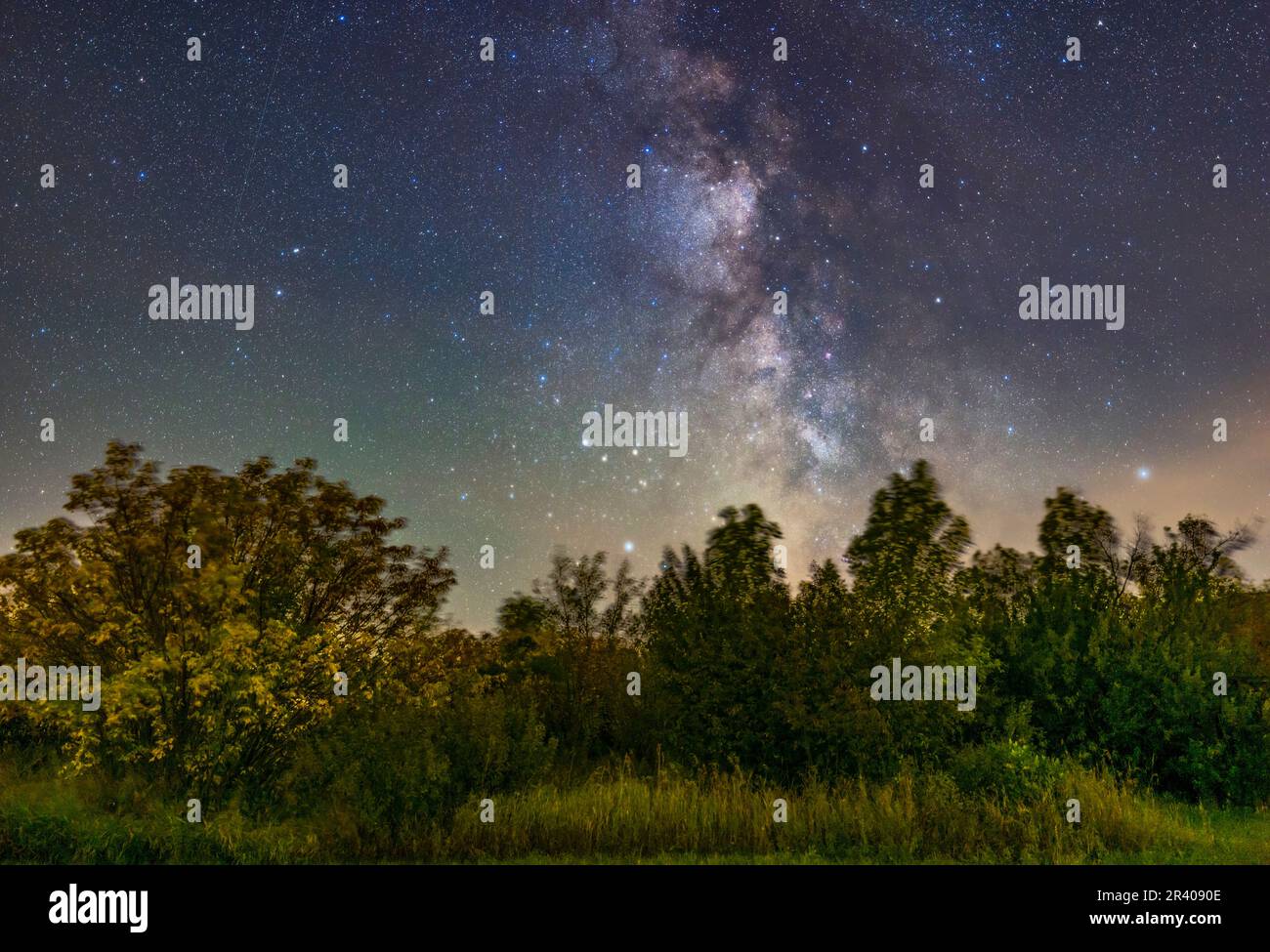 Die sommerliche Milchstraße und das galaktische Kerngebiet in Sagittarius über den Büschen. Stockfoto