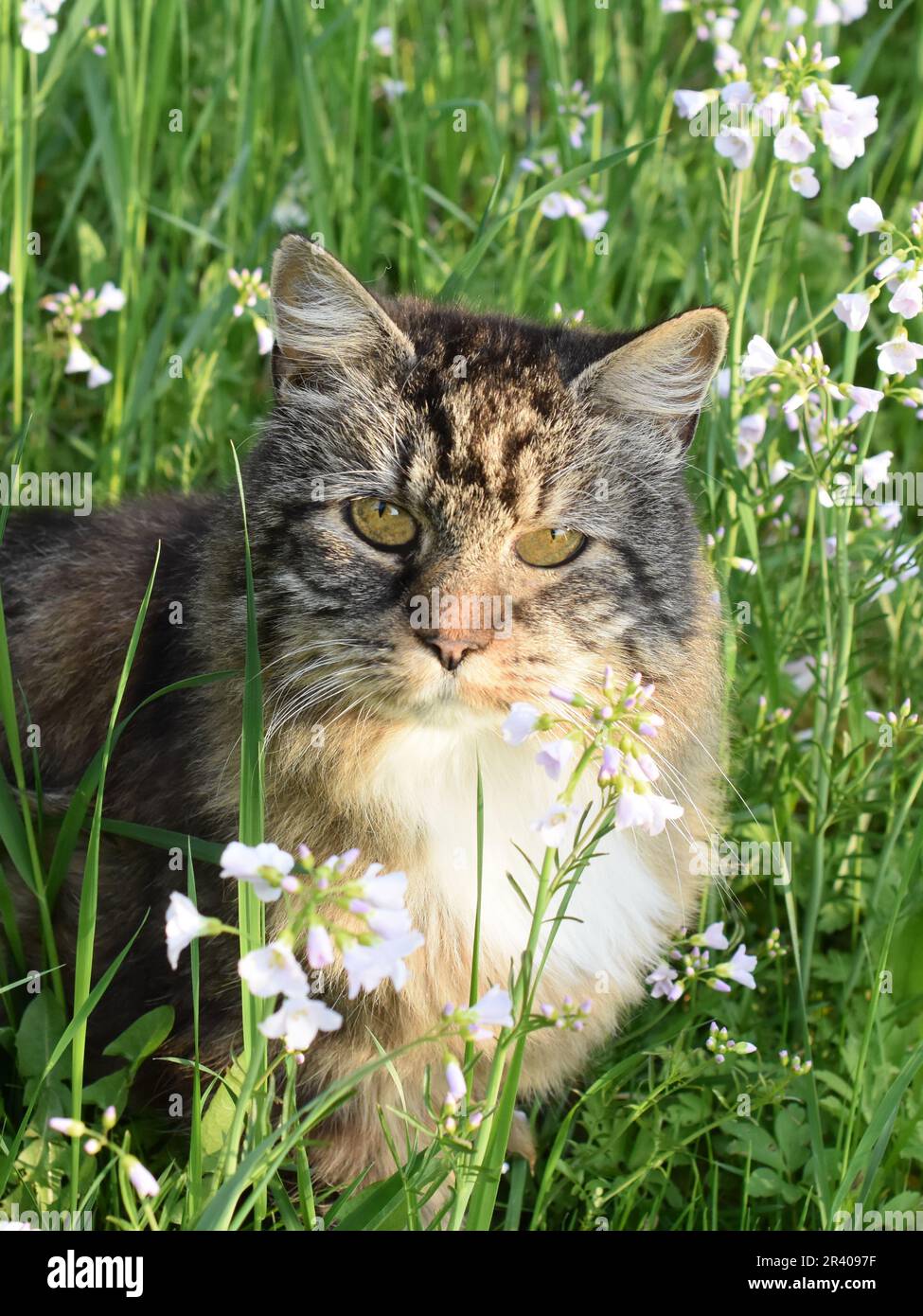 Norwegische Waldlanghairkatze auf einem Feld von Wildblumen Stockfoto