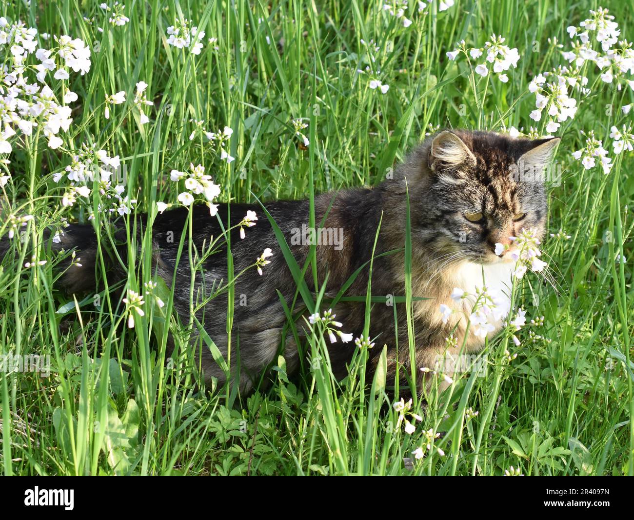 Norwegische Waldlanghairkatze auf einem Feld von Wildblumen Stockfoto