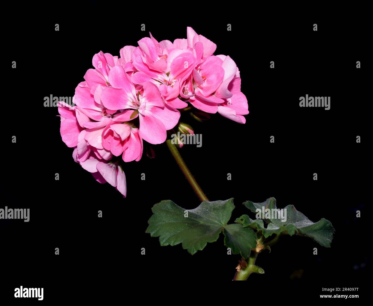 Rosafarbene Pelargoniumblume auf schwarzem Hintergrund Stockfoto