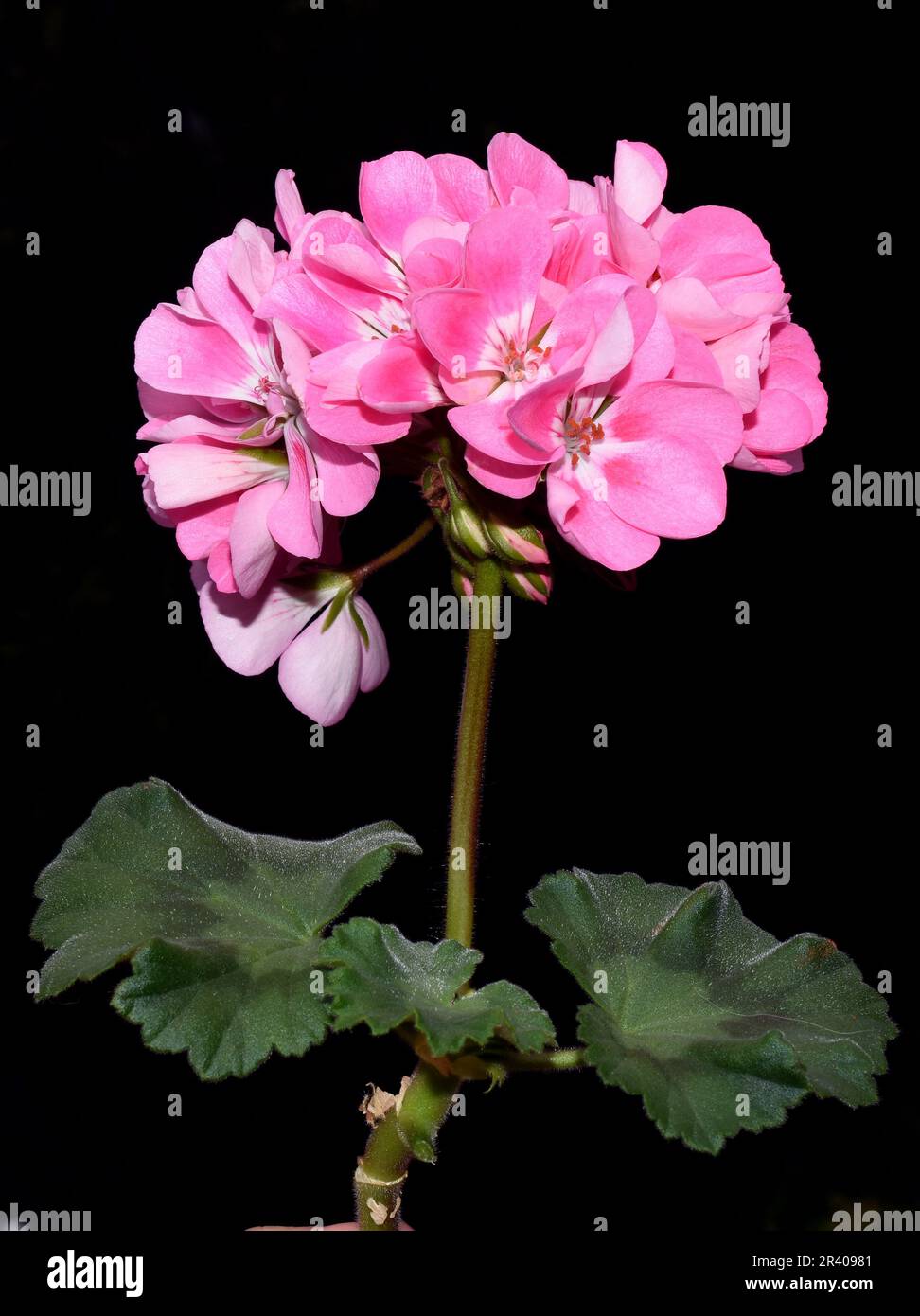 Rosafarbene Pelargoniumblume auf schwarzem Hintergrund Stockfoto
