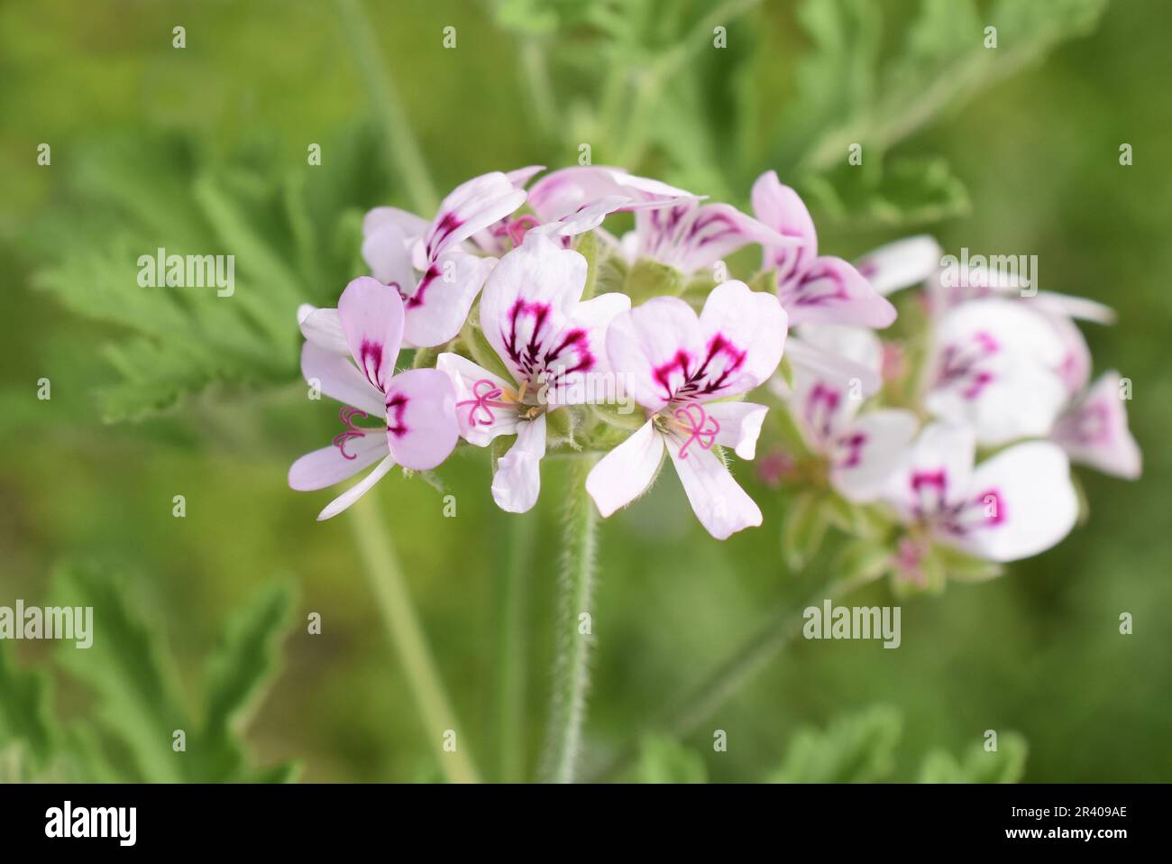 Pelargonium crispum die Zitrone duftenden Geranien in einem Garten Stockfoto