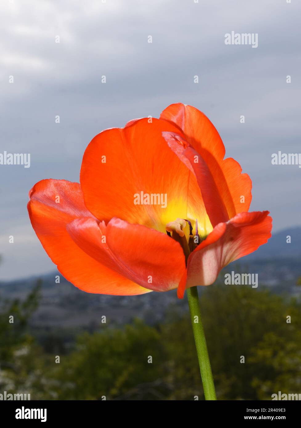 Nahaufnahme der roten und gelben Tulpenblüte innen Stockfoto