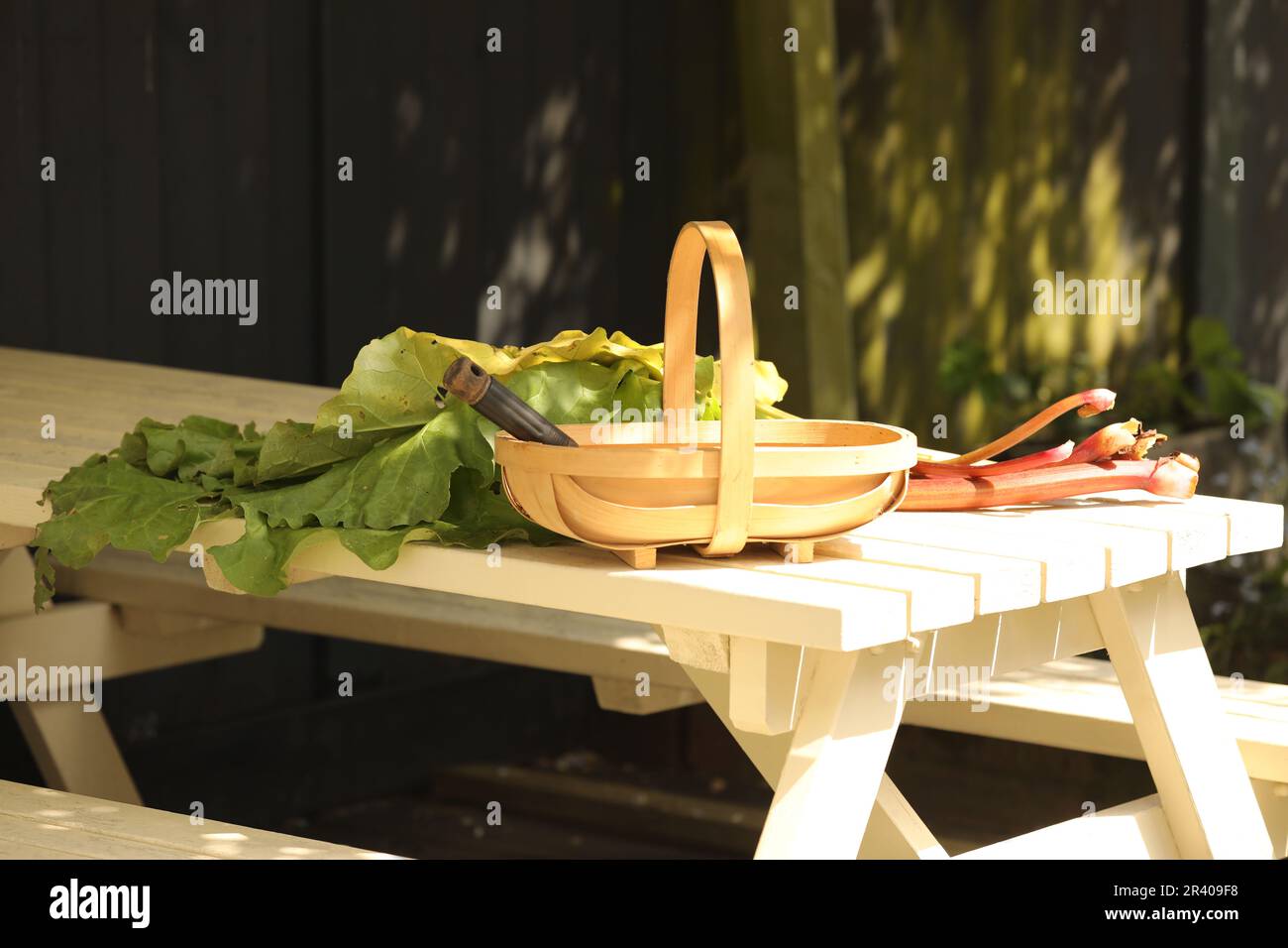 Frisch geschnittener Rhabarber in einem Gartentruhe Stockfoto