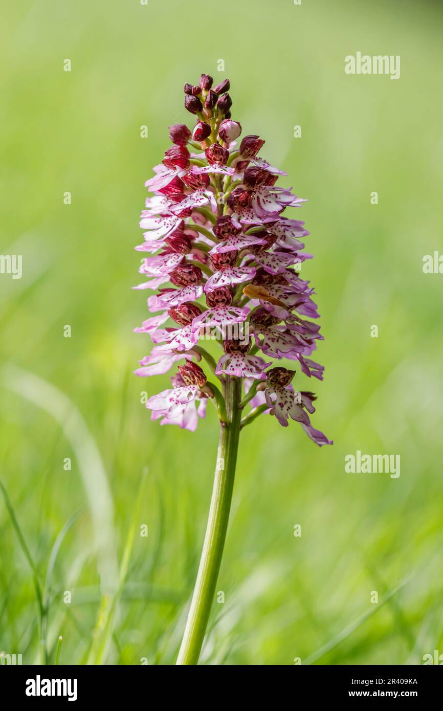 Orchis purpurea, bekannt als die Lady Orchidee Stockfoto