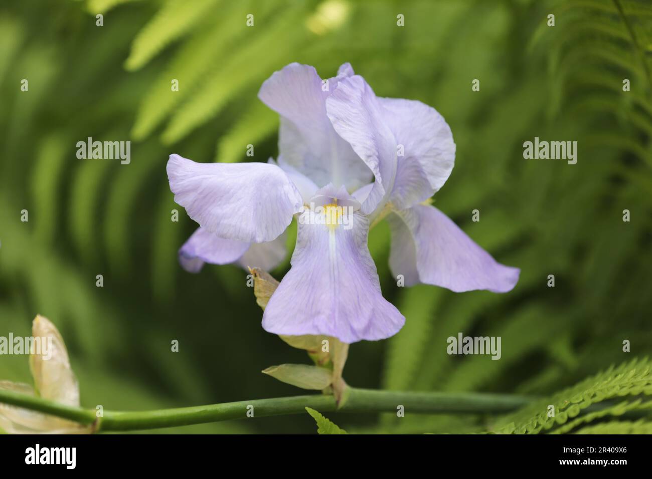 Nahaufnahme einer lilafarbenen Iris, die in einem englischen Landgarten wächst Stockfoto