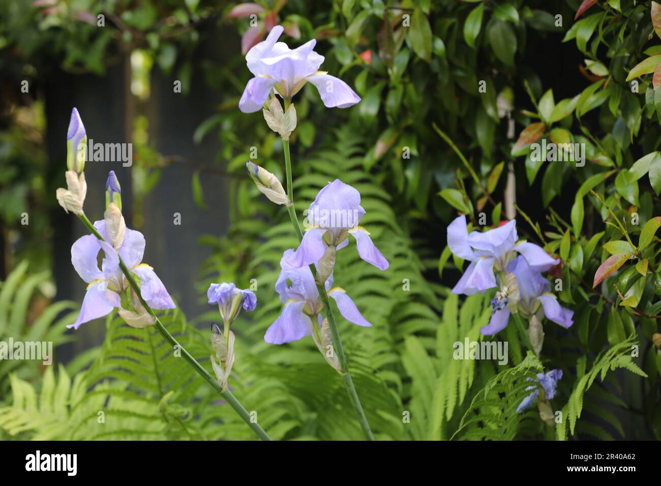 Lilafarbene Iris, die neben Farnen in einem englischen Landgarten wachsen Stockfoto