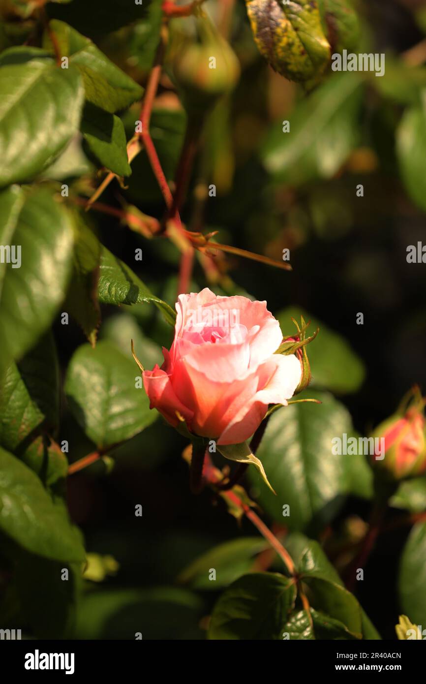 Eine rosa Rosenknospe öffnet sich im Frühling Stockfoto