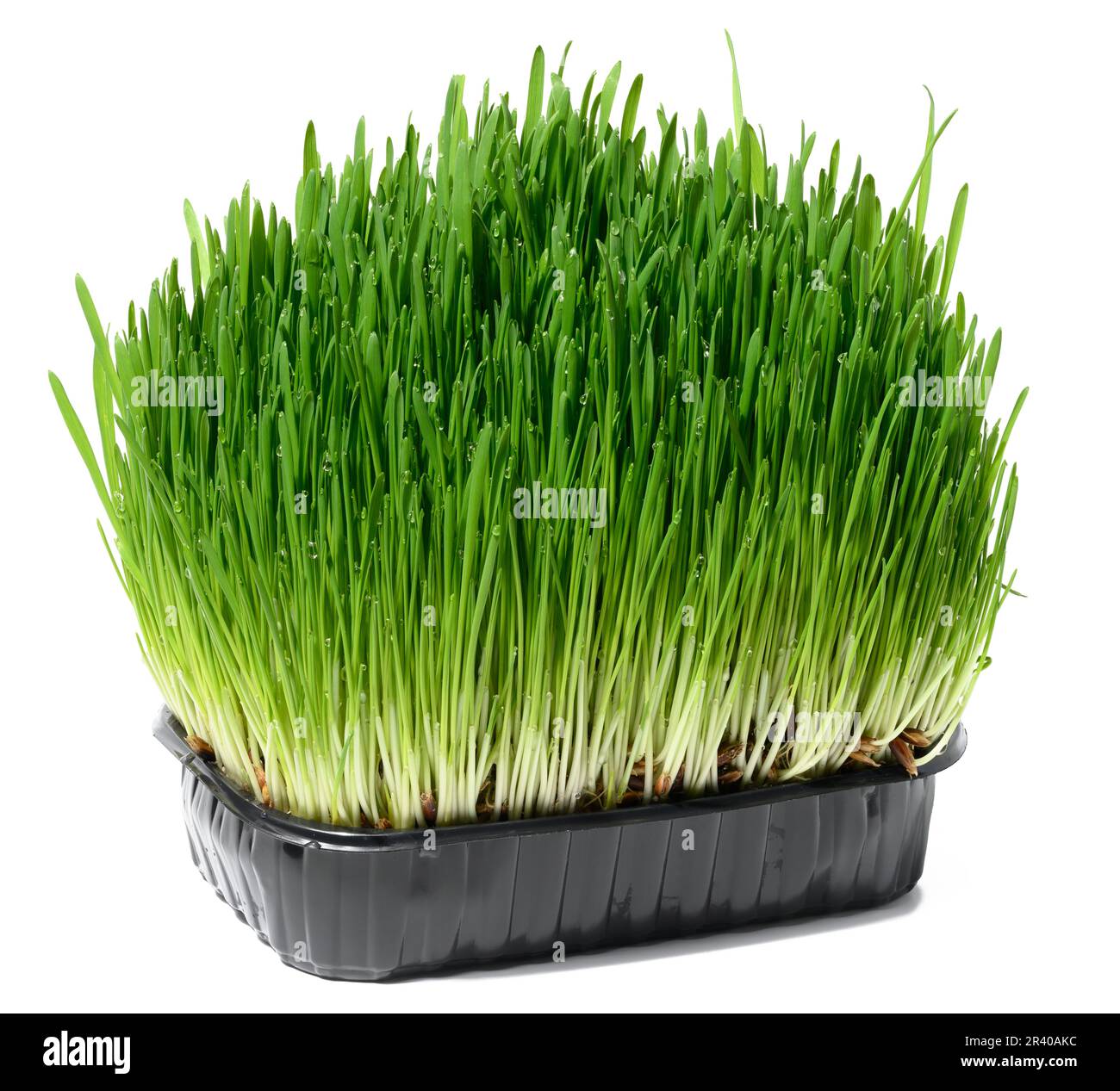 Grüne Weizensprossen auf einem weißen isolierten Hintergrund, ein Strauß zur Dekoration Stockfoto