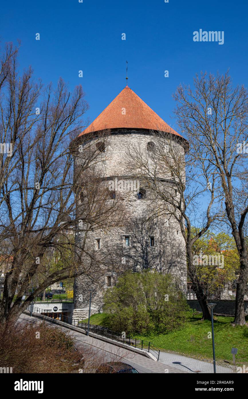 Kiek in de Kök, ein alter Artillerieturm, der 1475 erbaut wurde, vor klarem blauen Himmel an einem sonnigen Frühlingstag in Vanalinn, der Altstadt von Tallinn, Estland Stockfoto