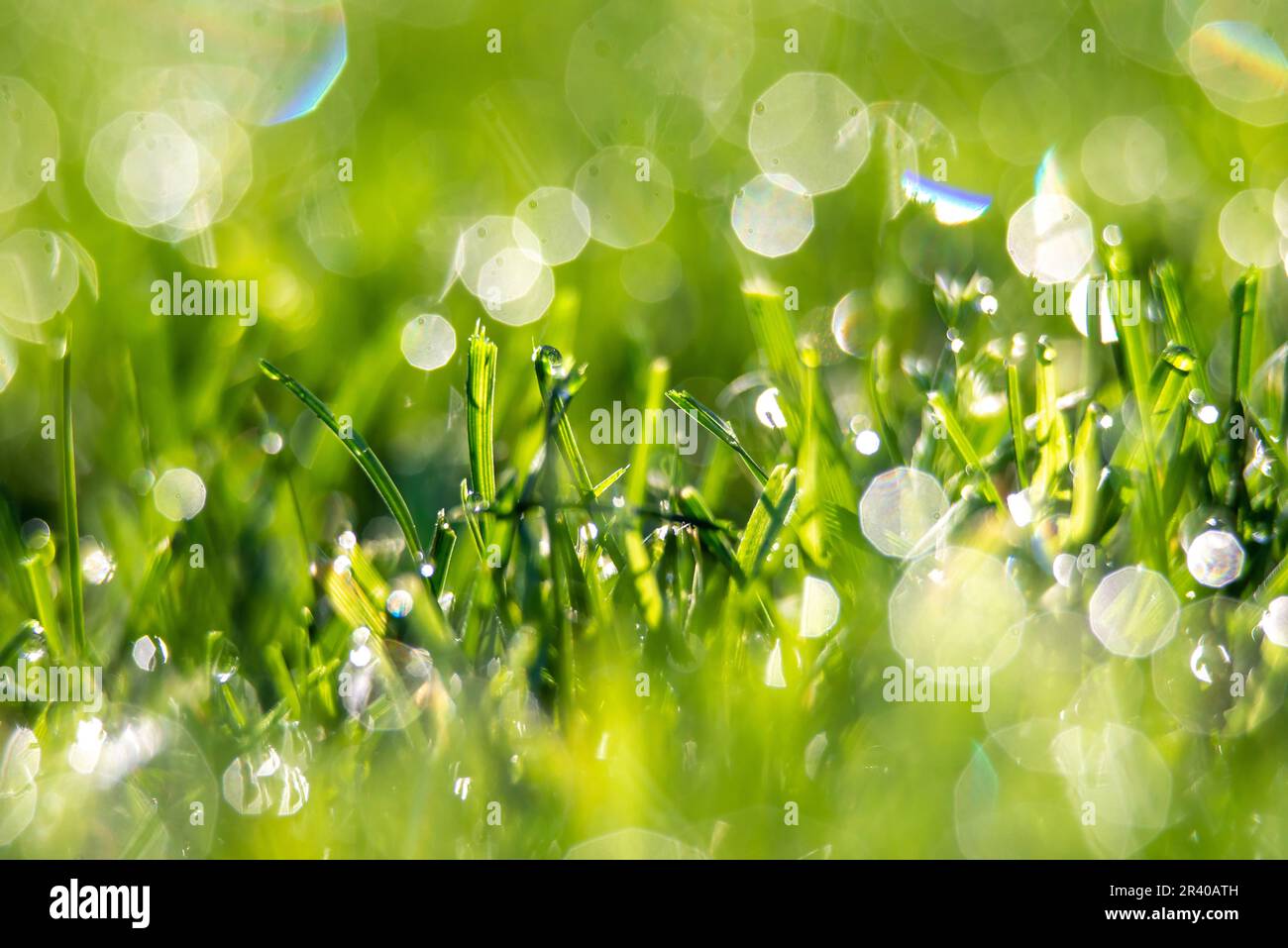 Frühmorgendlicher Grassalat auf dem Rasen im Garten Stockfoto