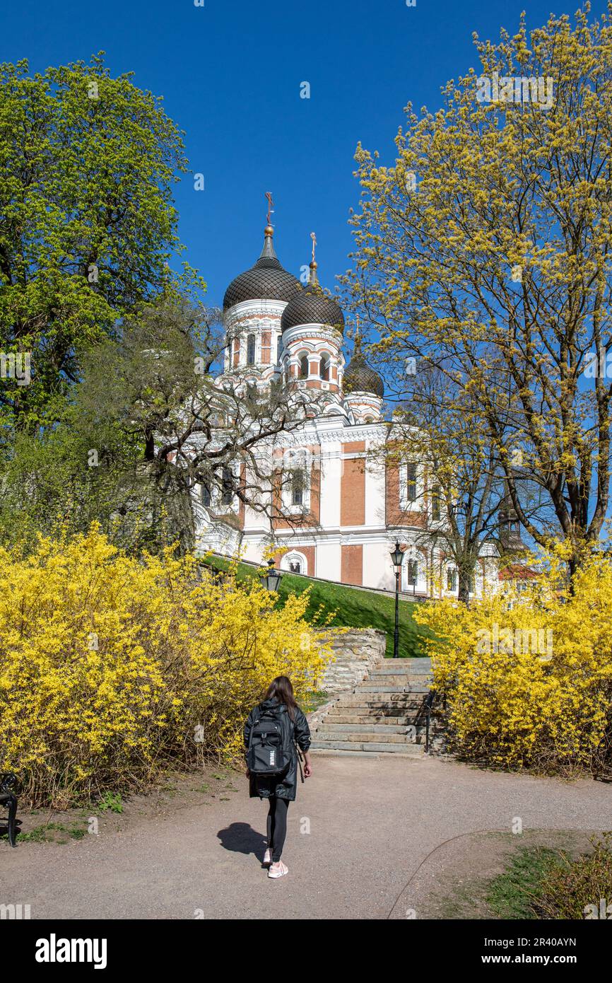 Sonniger Frühlingstag im Komandandi-Garten mit orthodoxer Kirche im Stil der russischen Wiedergeburt, Alexander-Newski-Kathedrale, im Hintergrund in Tallinn, Estland Stockfoto