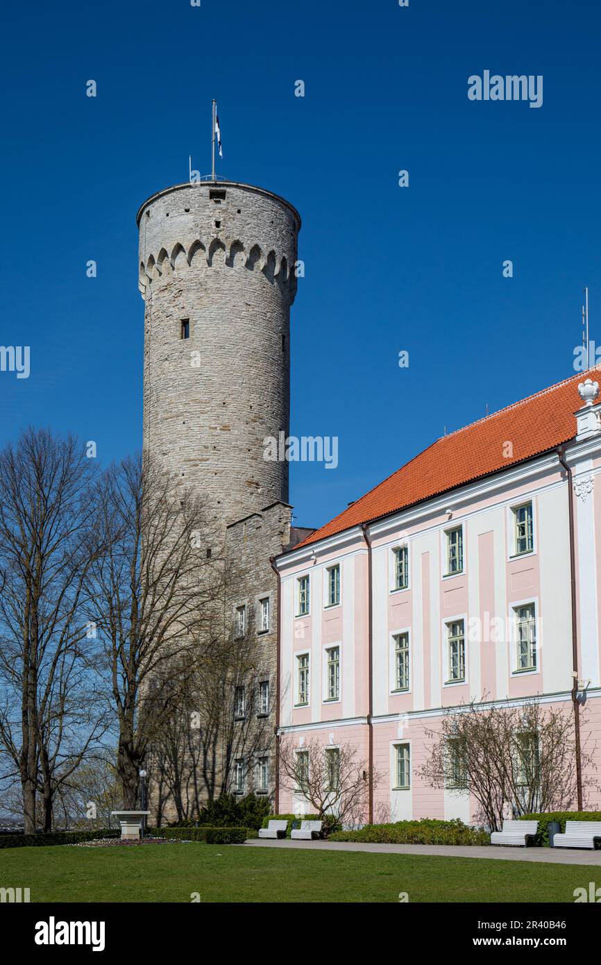 Der gerissene oder hohe Hermann-Turm von Pika Hermanni überwindet an einem sonnigen Frühlingstag den klaren blauen Himmel auf dem Hügel von Toompea in der Altstadt von Tallinn, Estland Stockfoto