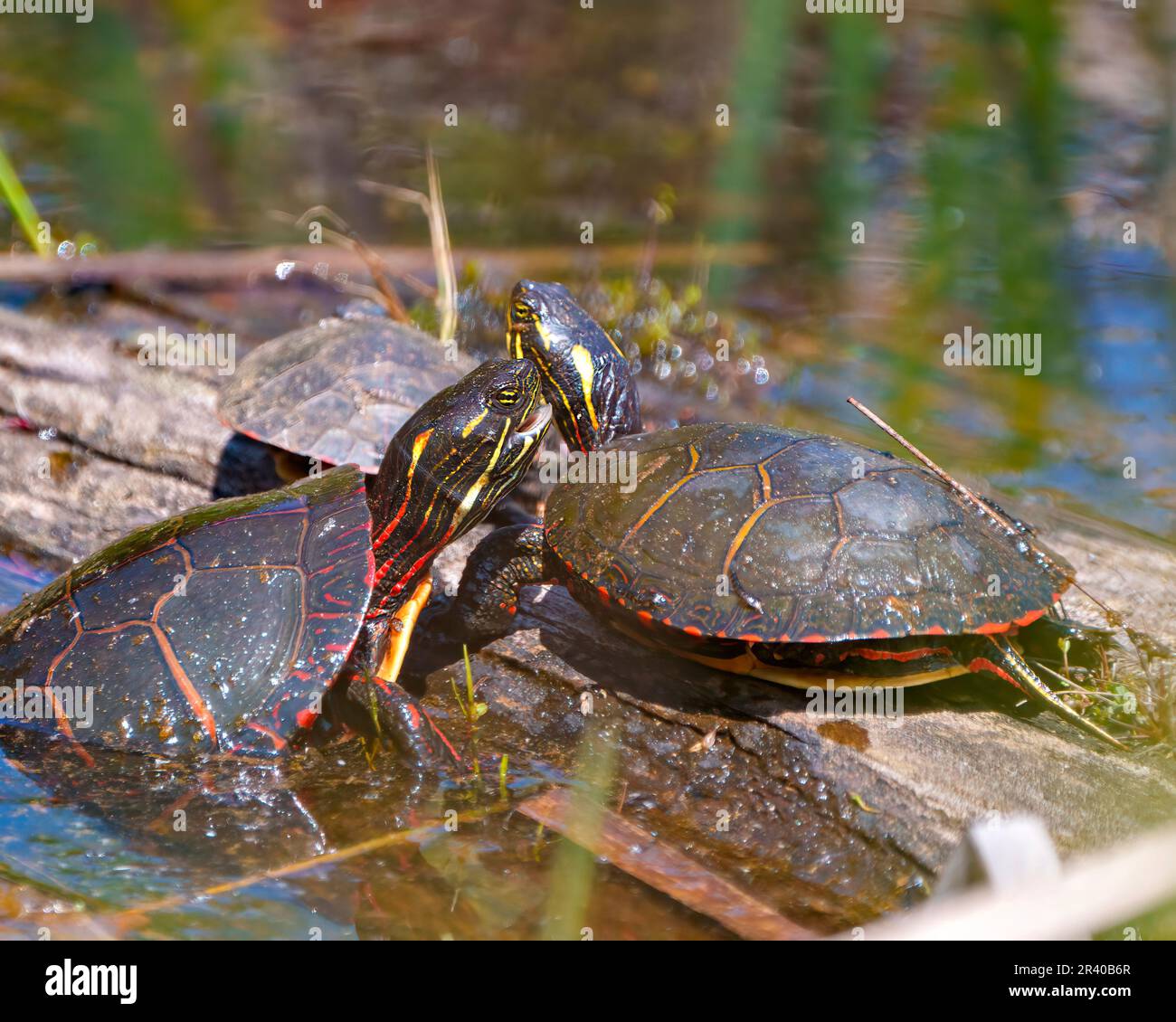Ein Paar bemalter Schildkröten während der Paarungszeit interagiert auf einem Baumstamm mit verschwommenem Wasserhintergrund in ihrer Umgebung und ihrem Lebensraum. Schildkrötenfoto Stockfoto