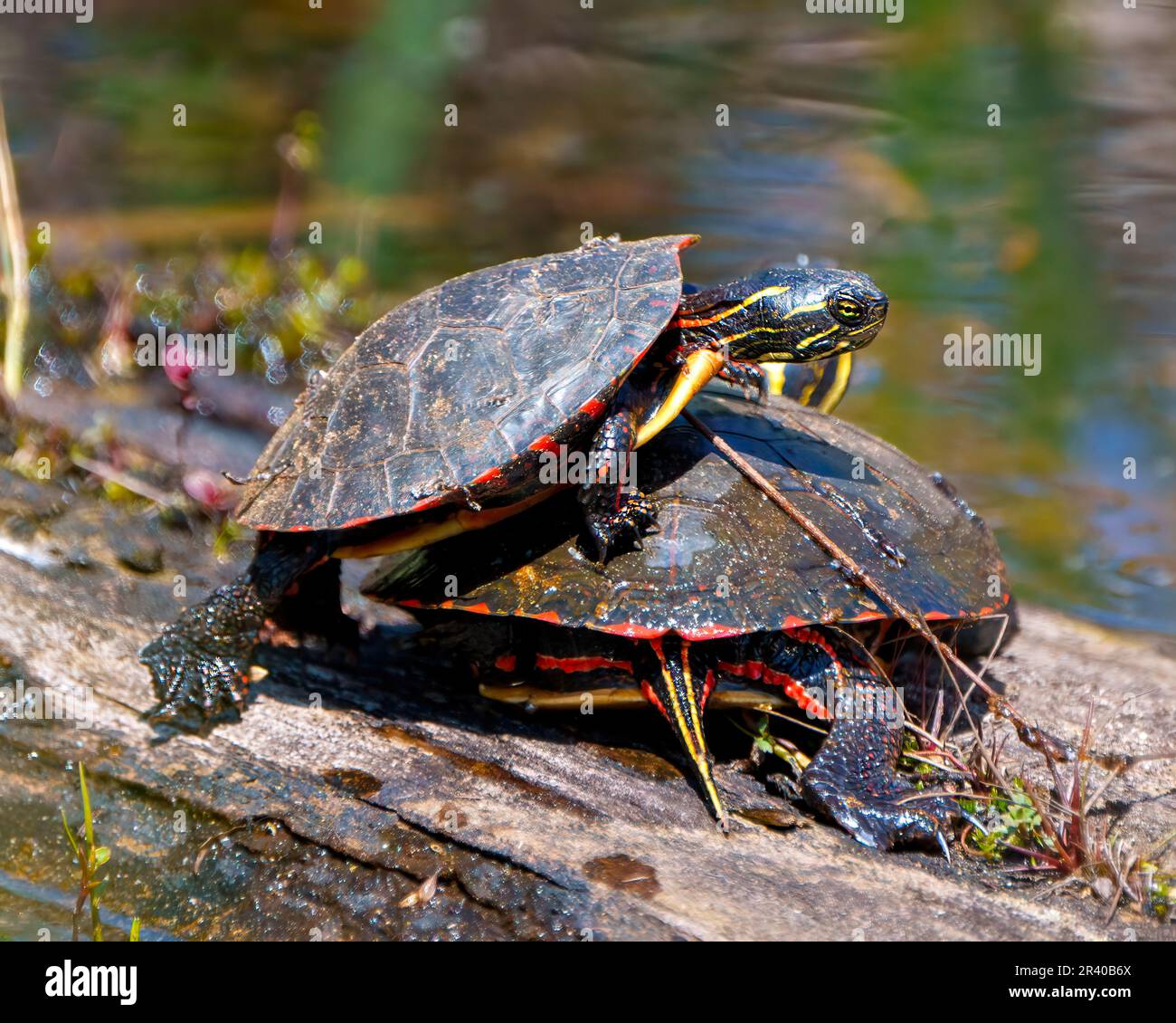 Ein Paar bemalter Schildkröten während der Paarungszeit interagiert auf einem Baumstamm mit verschwommenem Wasserhintergrund in ihrer Umgebung und ihrem Lebensraum. Schildkrötenfoto Stockfoto