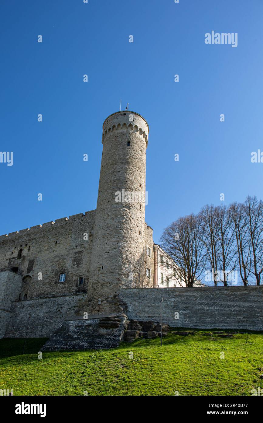 Pika Hermanni zerrissener oder hoher Hermann-Turm vor klarem blauen Himmel an einem sonnigen Frühlingstag in Vanalinn, der Altstadt von Tallinn, Estland Stockfoto