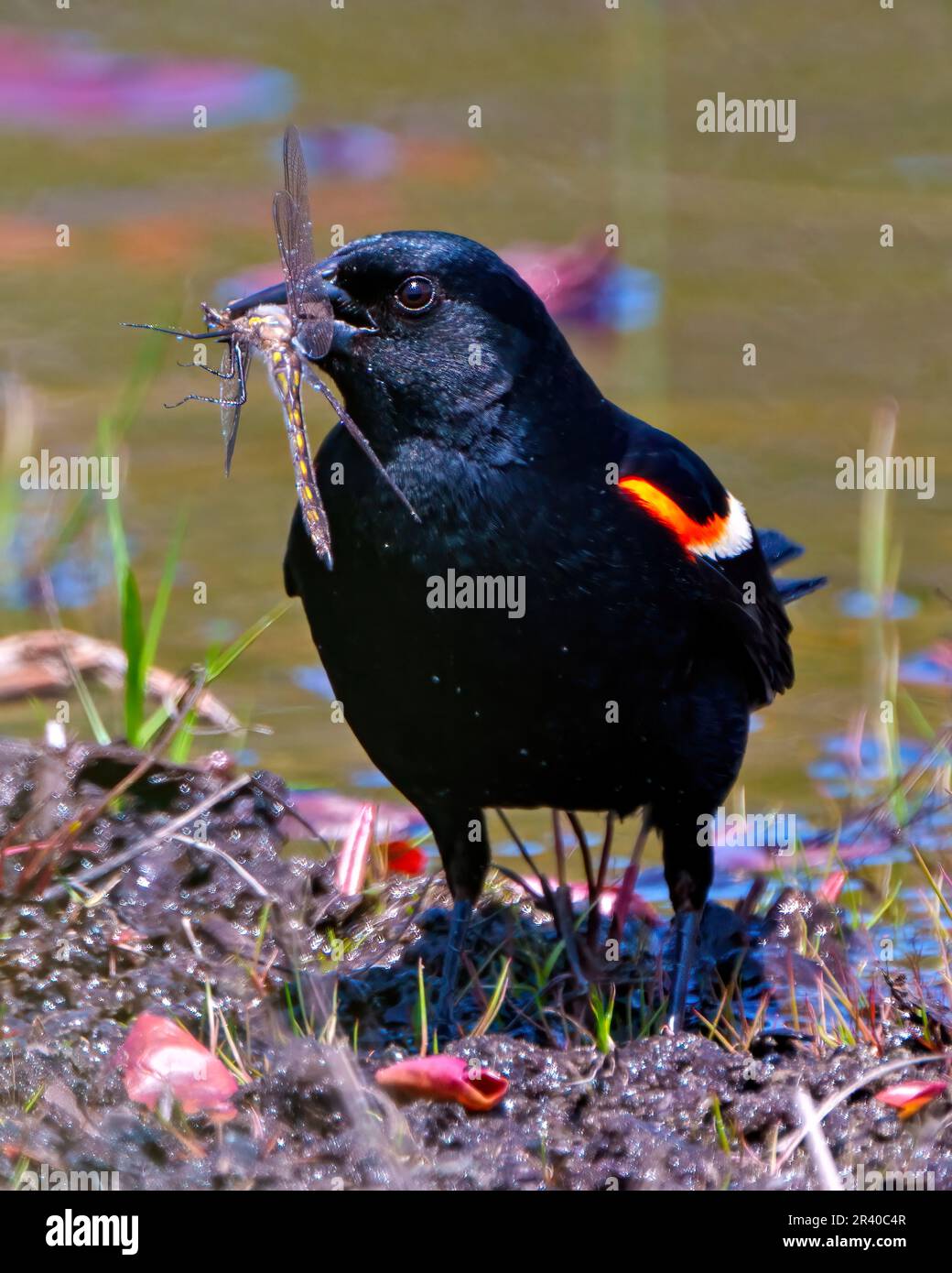 Red-Winged Blackbird Männchen aus nächster Nähe, mit einer Drachenfliege im Schnabel in einem Teich mit einem unscharfen Wasserhintergrund in seiner Umgebung und seinem Lebensraum. Stockfoto