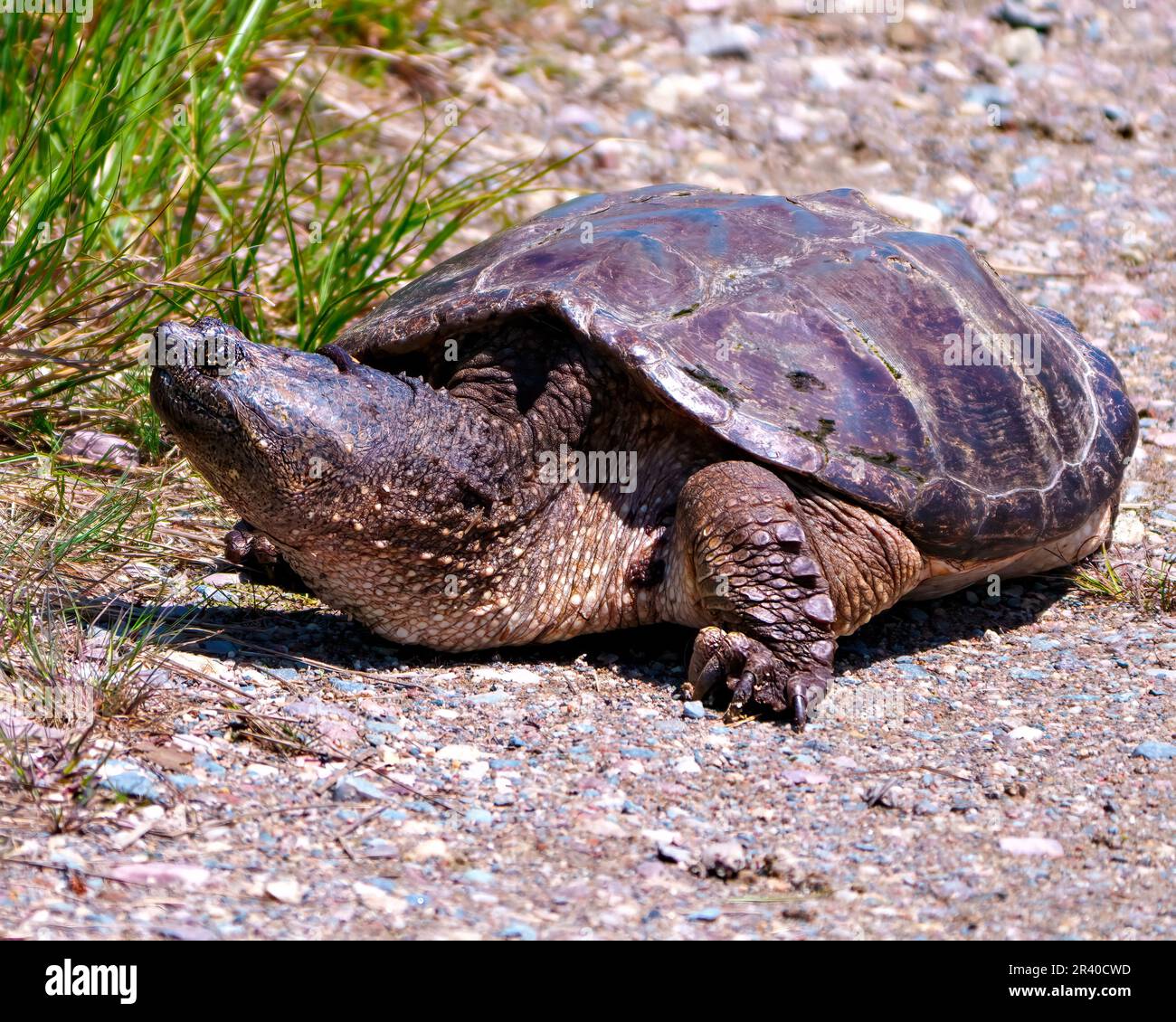 Schnappschuss aus nächster Nähe aus dem Wasser und auf der Suche nach einem geeigneten Nestplatz in seiner Umgebung und Umgebung. Schildkrötenbild. Stockfoto