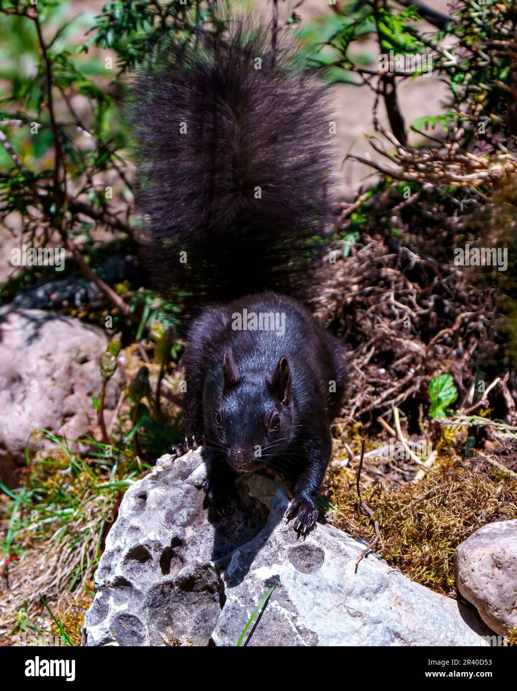 Das Schwarze Eichhörnchen steht auf einem Felsen mit Waldhintergrund, der in seiner Umgebung und seinem Lebensraum nach Nahrung sucht. Stockfoto