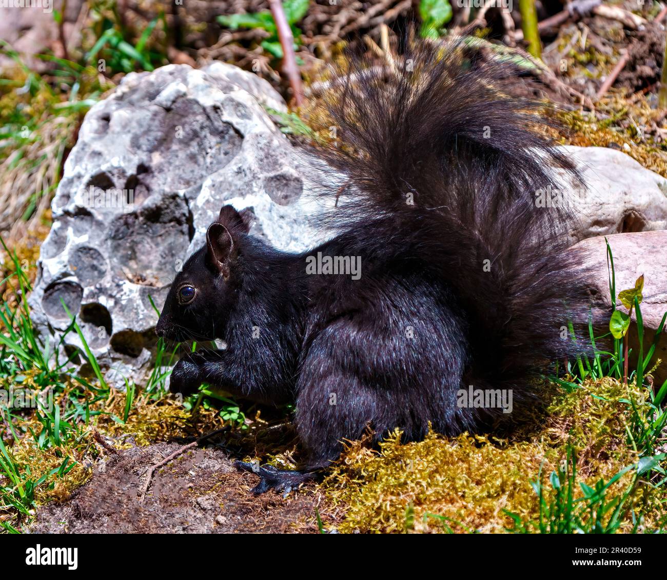 Schwarzes Eichhörnchen steht auf dem Boden mit Moos- und Felshintergrund und sucht nach Nahrung in seiner Umgebung und Umgebung. Stockfoto