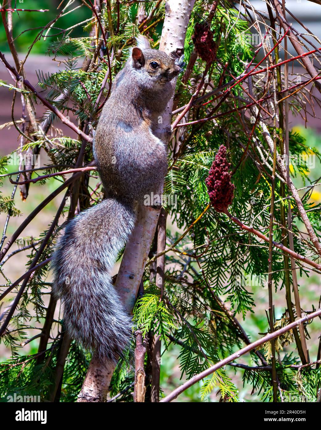 Braunes Eichhörnchen klettert auf einen Birkenbaum mit Rückblick auf seine Umgebung und Umgebung. Stockfoto