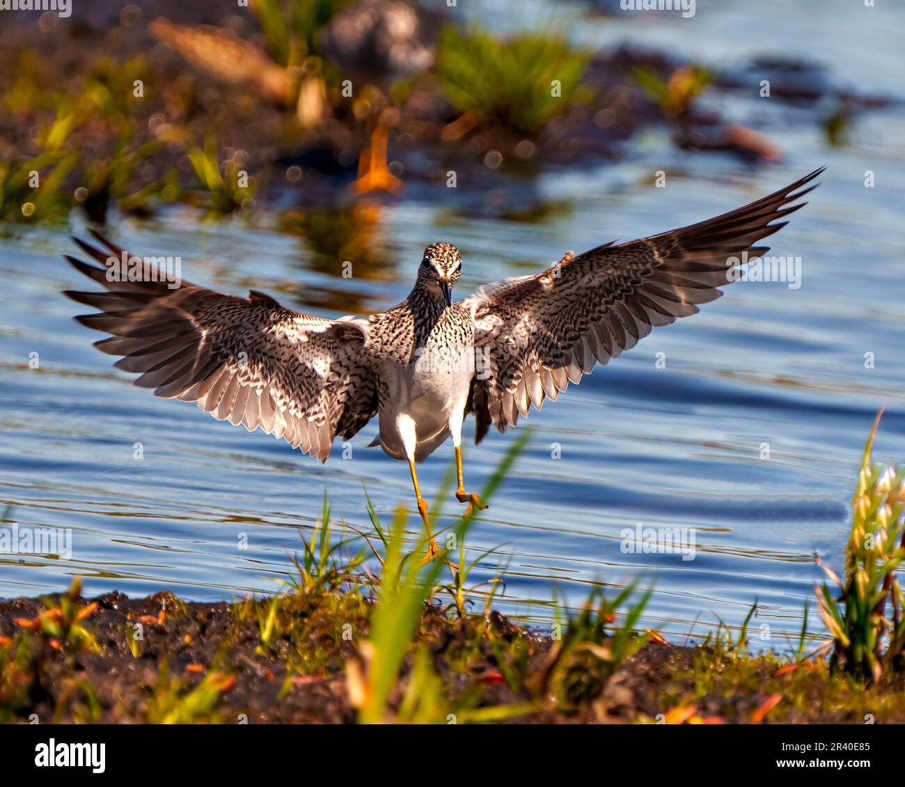 Gewöhnlicher Sandpiper fliegt und landet aus nächster Nähe mit gespreizten Flügeln in seiner Umgebung und seinem Lebensraum mit Wasserhintergrund. Sandpiper-Bild. Stockfoto