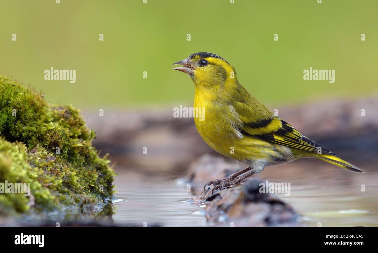 Erwachsener männlicher Eurasischer Siskin (Spinus spinus) trinkt Wasser auf dem Ast in einem feuchten moossigen Ort in der Nähe des Wasserteichs Stockfoto