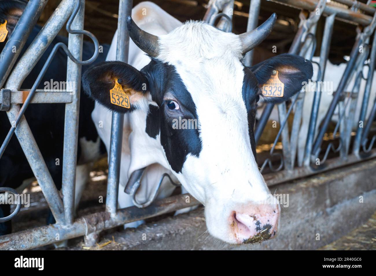 Milchkühe in der Scheune des Ferme des Tilleuls in Saint Nauphary (82). Damien Canteloube ist Milchproduzent. In seinen Kuhställen füttert er etwa hundert Kühe, darunter 45 Milchkühe, mit Leinsamenfutter, das sehr reich an Omega-3s ist und daher weniger Methan in die Atmosphäre emittiert. Wie 7.000 Landwirte hat er sich für die Erzeugung, Ernte und den Vertrieb unter dem Etikett Bleu-Blanc-Cœur entschieden, das darauf abzielt, die Artenvielfalt auf dem Land zu verbessern und den Tellern der Verbraucher eine bessere Nährwert- und Umweltqualität zu bieten. Frankreich, St. Nauphary, 25. Mai 2023. Foto: Patricia Huchot-Boissie Stockfoto