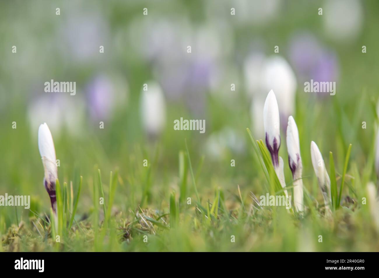 Krokusse Stockfoto