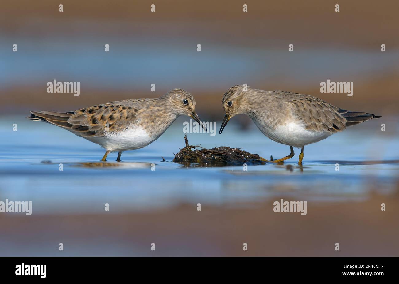 Ernster Konflikt zwischen dem Paar Temmincks Stint (Calidris temminckii) an der Schlammküste in der Frühjahrszucht Stockfoto