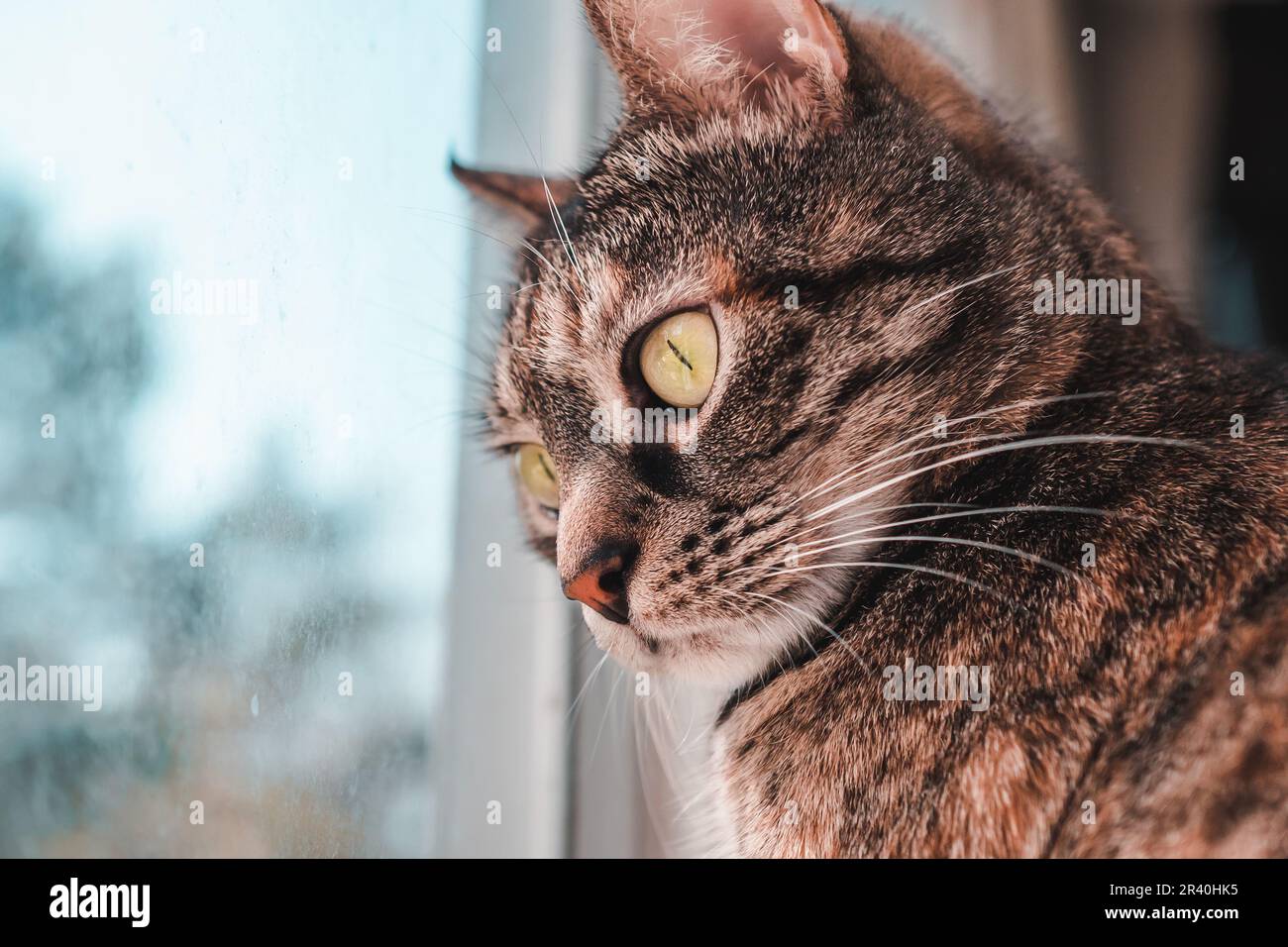 Tabby-Katze Mit Gelben Augen Schaut Durch Das Wolkige Fenster Nach Unten. Konzept Der Katzenbeobachtung Und Der Instinkt Des Jägers. Stockfoto
