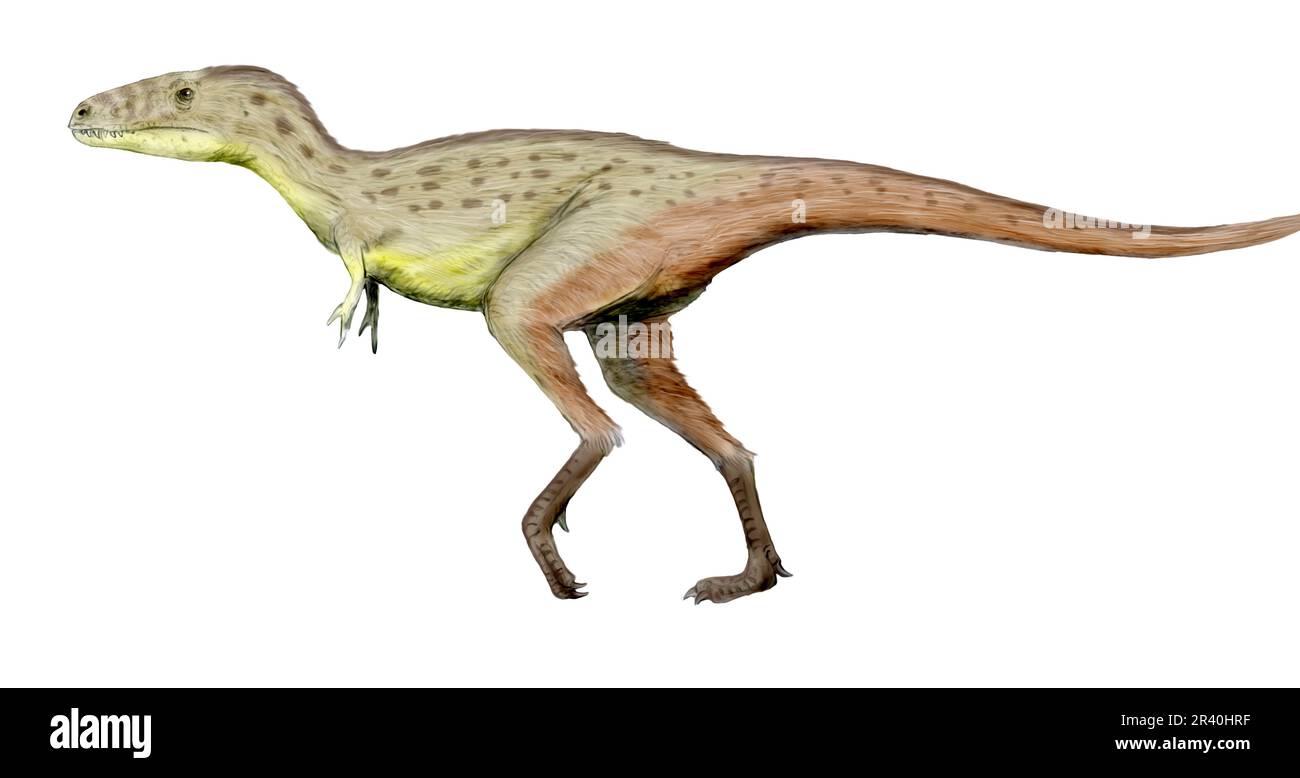 Raptorex-Dinosaurier, Seitenansicht auf weißem Hintergrund. Stockfoto
