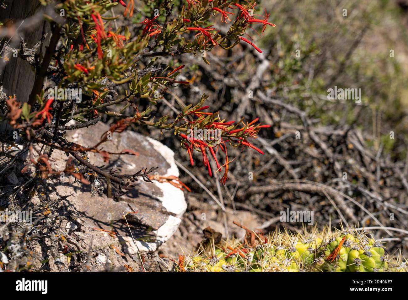 Liga, Ligaria cuneifolia, ist ein hemiparasitischer Epiphyt mit roten Blüten, die vor allem in der Wüste oder im trockenen Strauchland zu finden sind. Argentinien. Stockfoto