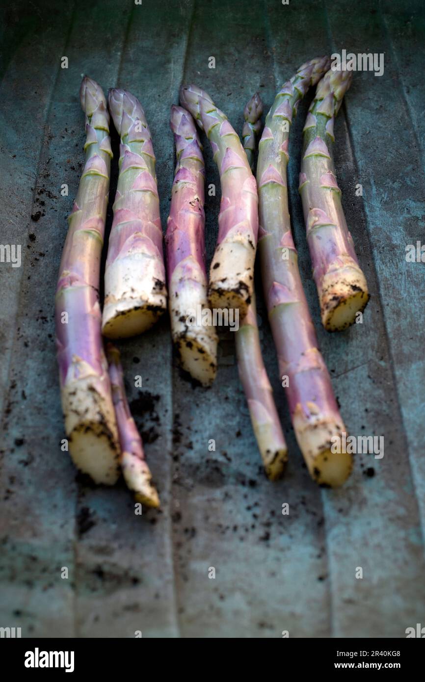 Frischer Spargel Stockfoto