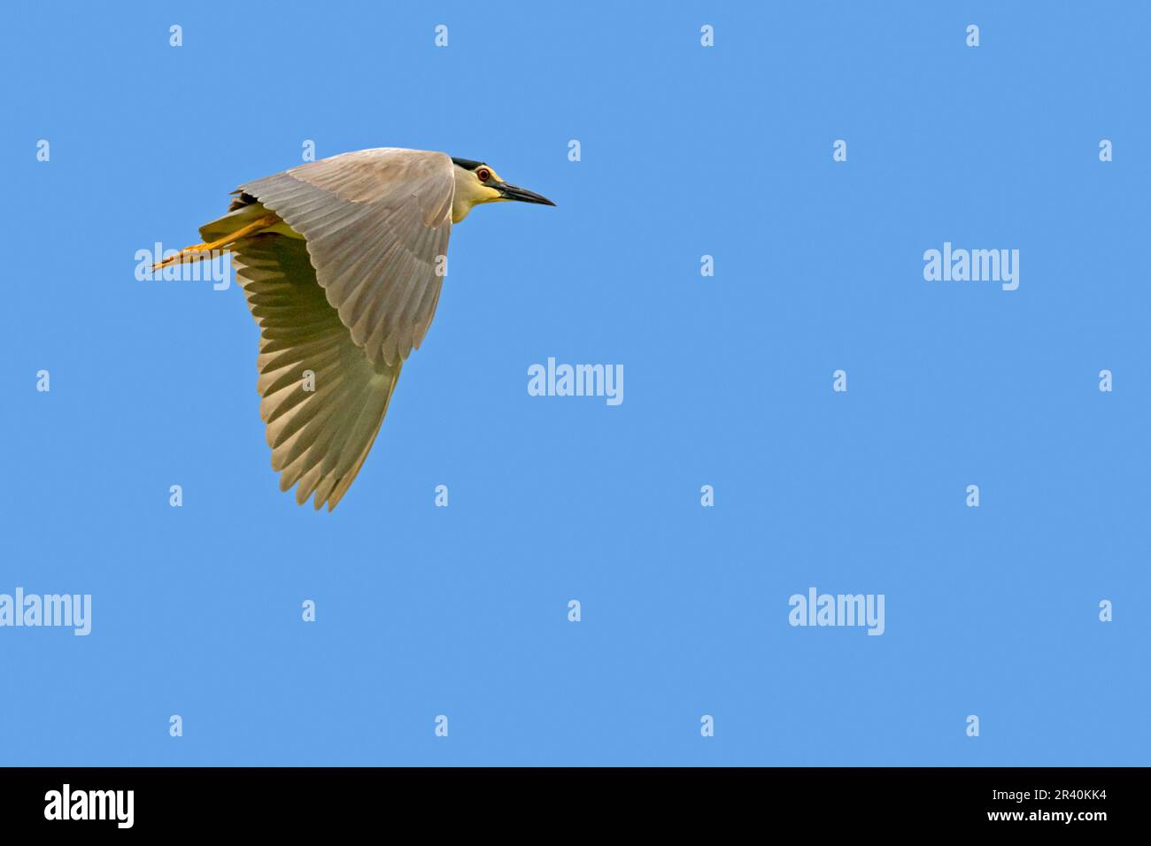 Schwarzkronen-Nachtreiher / Schwarzkappen-Nachtreiher (Nycticorax nycticorax) Erwachsener im Flug gegen den blauen Himmel im Frühling Stockfoto