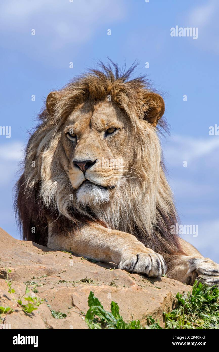Afrikanischer Löwe (Panthera leo) männlicher Erwachsener, der auf einem Felsen vor blauem, bewölktem Himmel ruht Stockfoto
