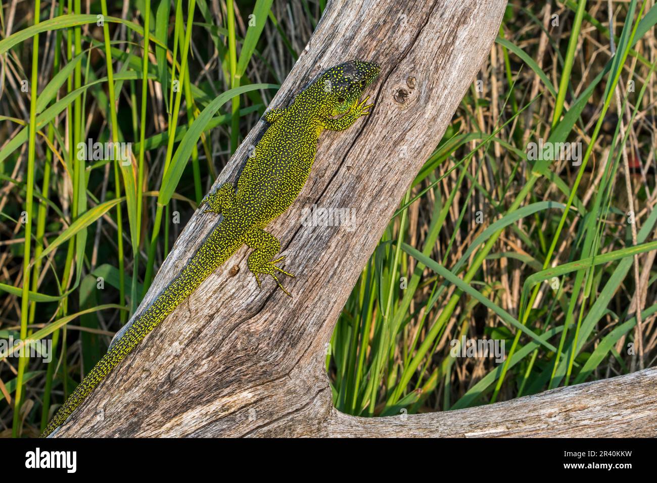 Westliche grüne Eidechse (Lacerta bilineata/Lacerta viridis), die sich auf dem Baumstamm sonnt Stockfoto