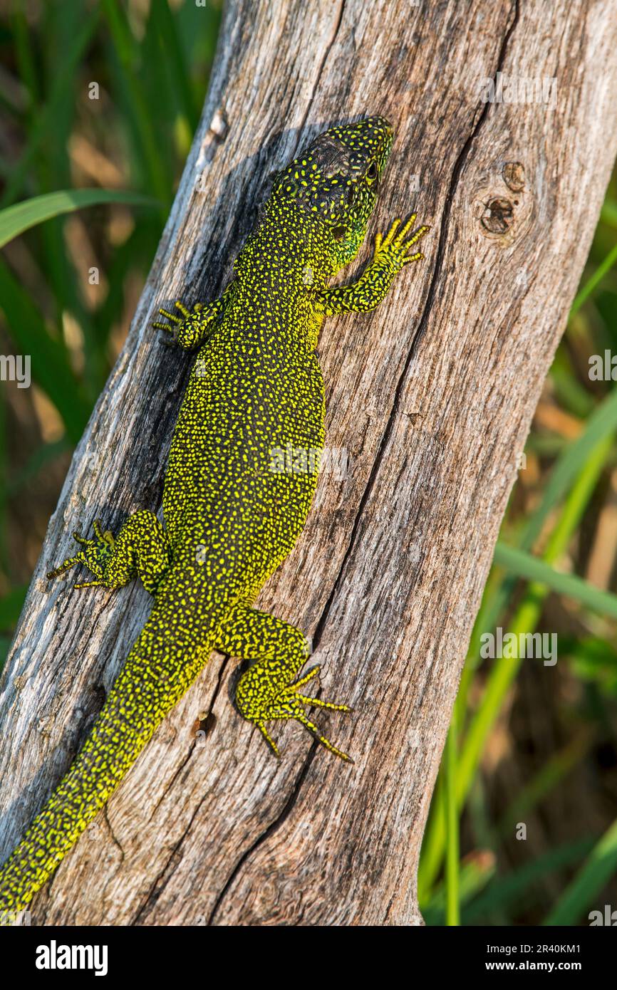 Westliche grüne Eidechse (Lacerta bilineata/Lacerta viridis), die sich auf dem Baumstamm sonnt Stockfoto