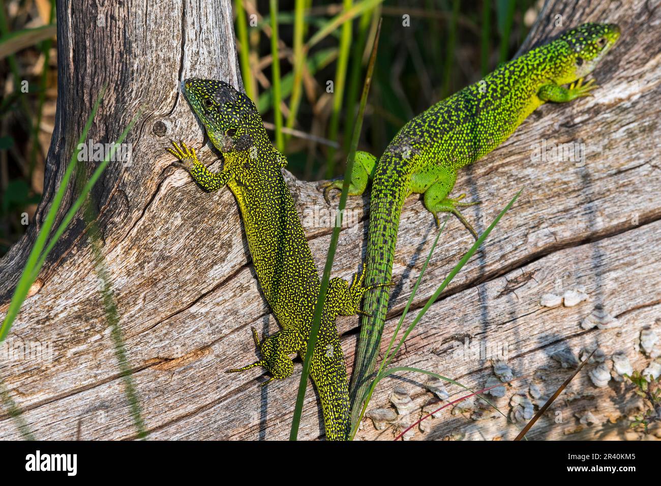 Männliche und weibliche westliche grüne Eidechsen (Lacerta bilineata/Lacerta viridis), die sich im Frühling auf Baumstämmen sonnen Stockfoto