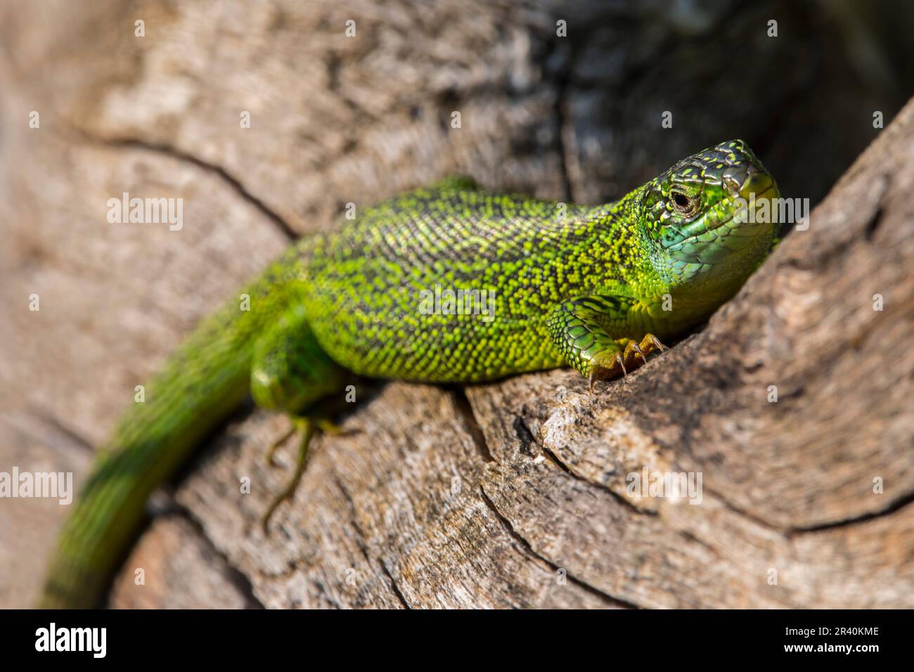 Westliche grüne Eidechse (Lacerta bilineata/Lacerta viridis), männlich, sonnig auf Baumstamm Stockfoto