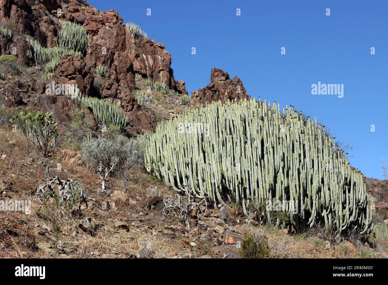 Kanaren-Wolfsmilch (Euphorbia canariensis) im Barranco de los Guanchos Stockfoto